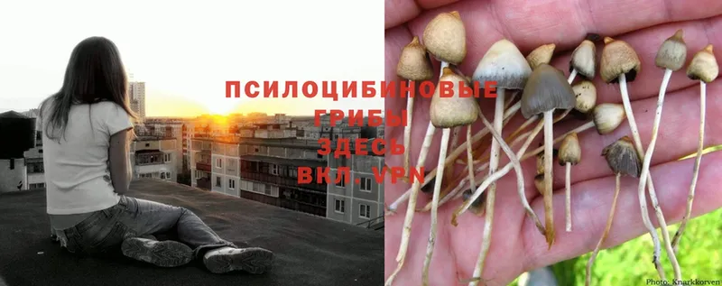 Псилоцибиновые грибы Psilocybine cubensis  где найти   omg ССЫЛКА  Комсомольск 